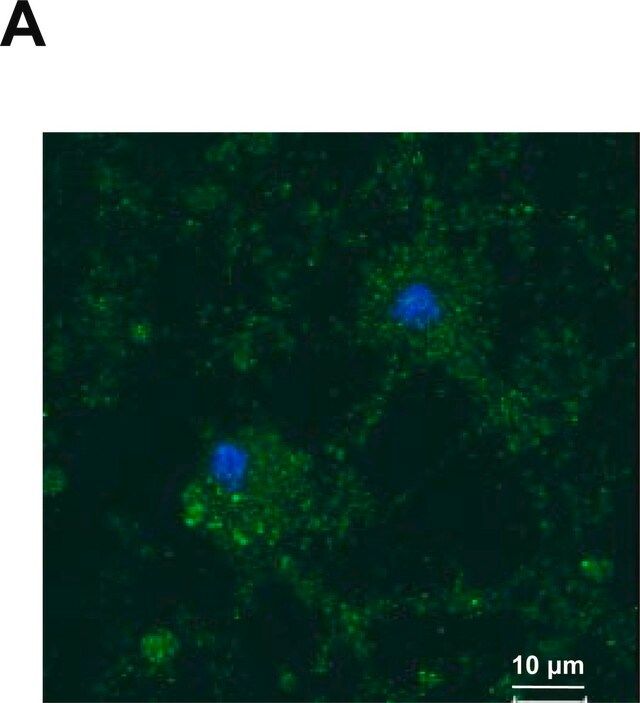 Anti-YB-1 (C-terminal) antibody produced in rabbit