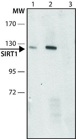 Anti-SIRT1 antibody produced in rabbit