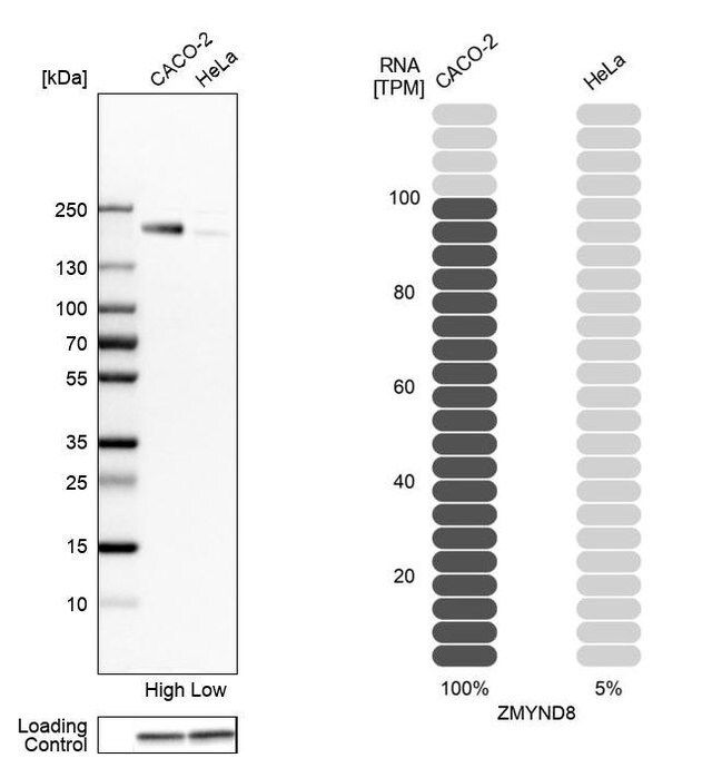 Anti-ZMYND8 antibody produced in rabbit