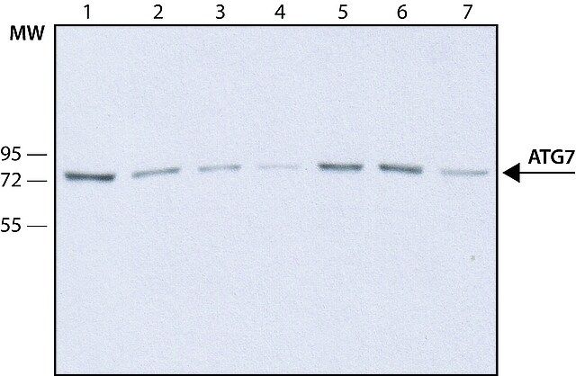 Anti-Atg7 antibody, Mouse monoclonal