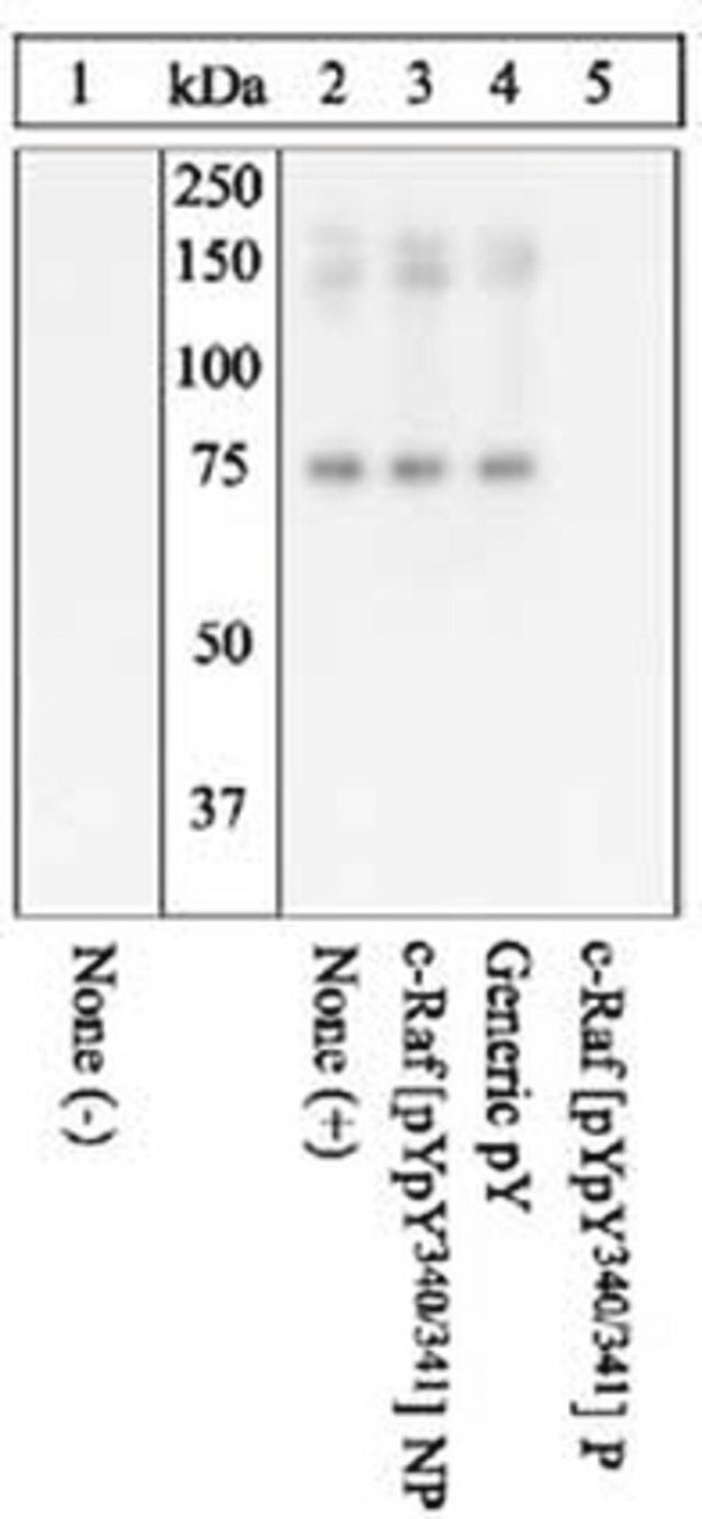 PhosphoDetect Anti-c-Raf (pTyr<sup>3</sup><sup>4</sup><sup>0</sup>, Tyr<sup>3</sup><sup>4</sup><sup>1</sup>) Rabbit pAb