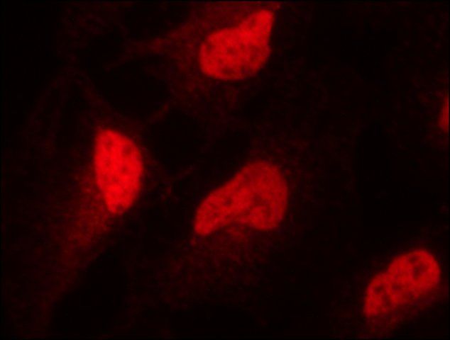 Anti-Sirt1 (C-terminal) antibody produced in rabbit