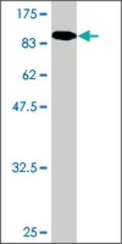 Monoclonal Anti-GALC, (C-terminal) antibody produced in mouse