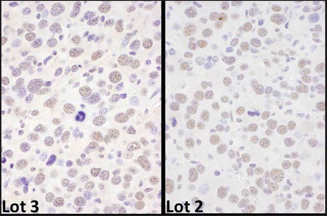 Rabbit anti-BRD4 Antibody, Affinity Purified