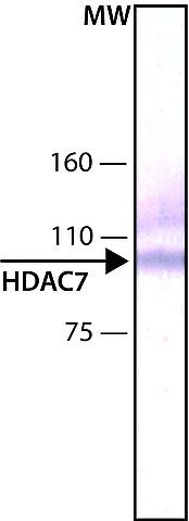 Anti-Histone Deacetylase 7 (HDAC7) antibody, Mouse monoclonal