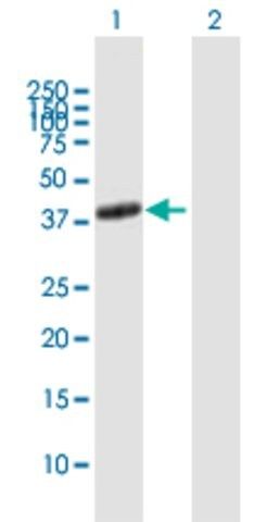 Anti-ADORA2A antibody produced in mouse