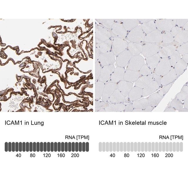 Anti-ICAM1 antibody produced in rabbit