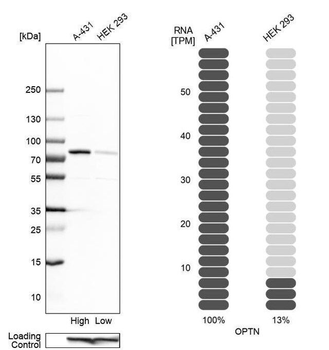 Anti-OPTN antibody produced in rabbit