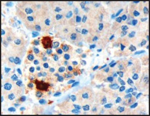 Anti-Pancreatic polypeptide/PPY antibody produced in goat