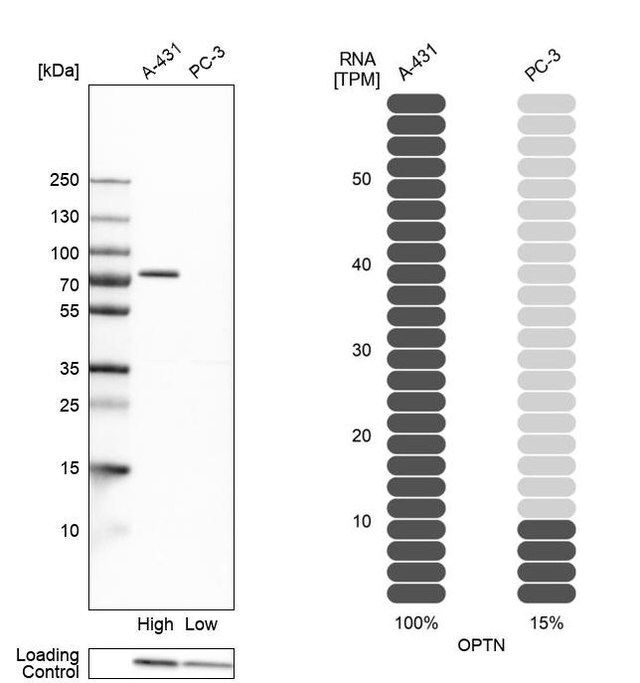 Anti-OPTN antibody produced in rabbit