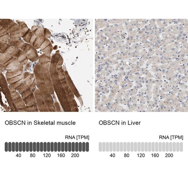 Anti-OBSCN antibody produced in rabbit