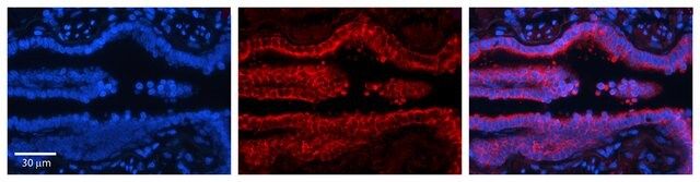 Anti-PDXK antibody produced in rabbit