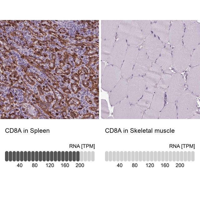 Anti-CD8A antibody produced in rabbit