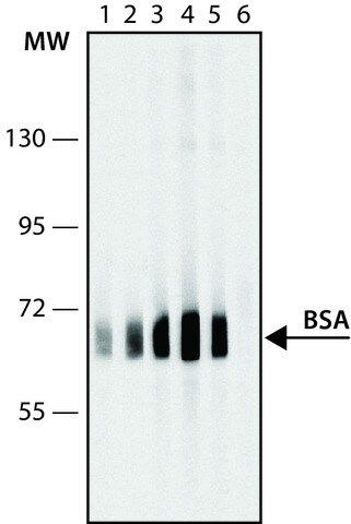 Anti-Bovine Serum Albumin antibody, Mouse monoclonal