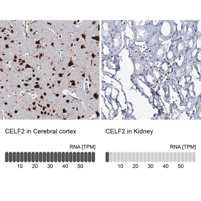 Anti-CELF2 antibody produced in rabbit