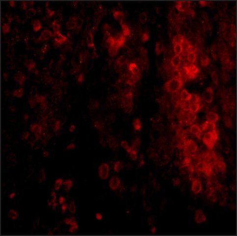 Anti-IL-33 antibody produced in rabbit