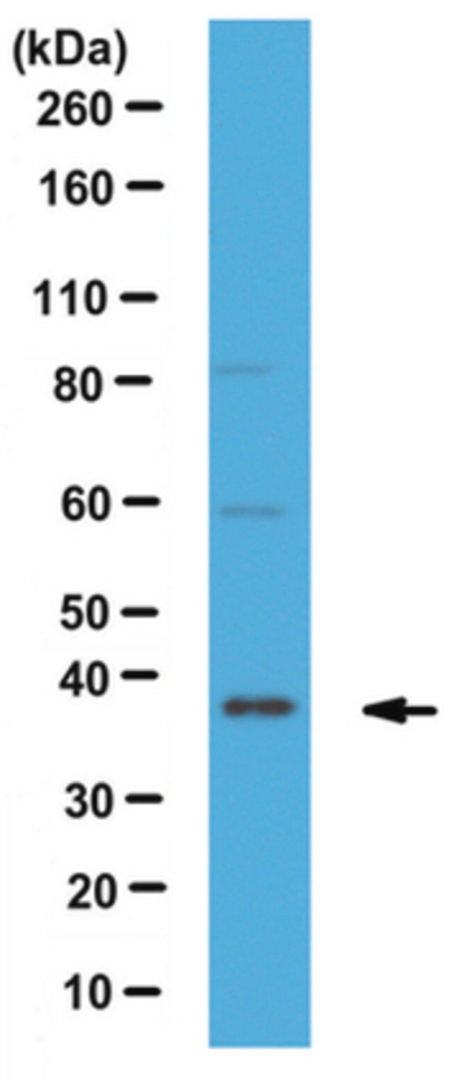 Anti-CAVIN-3/PRKCDBP Antibody