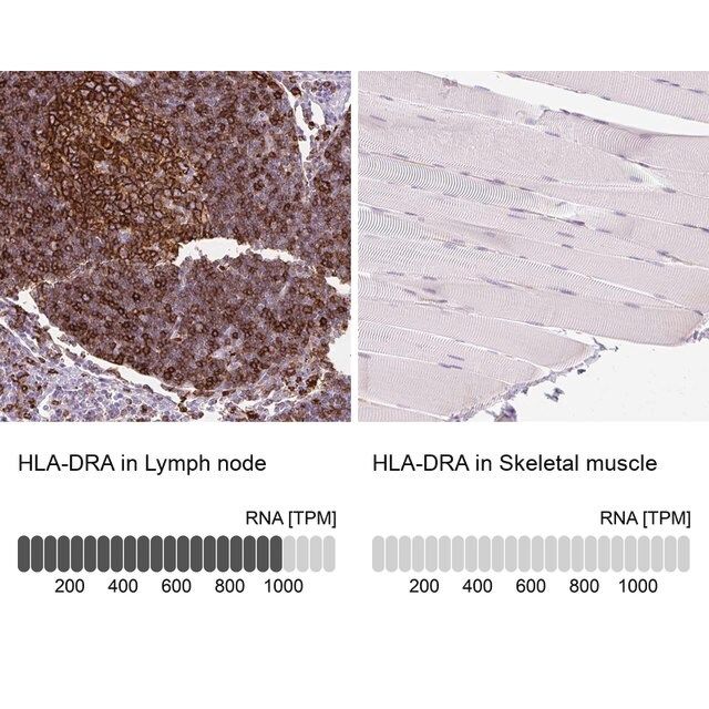 Anti-HLA-DRA antibody produced in rabbit