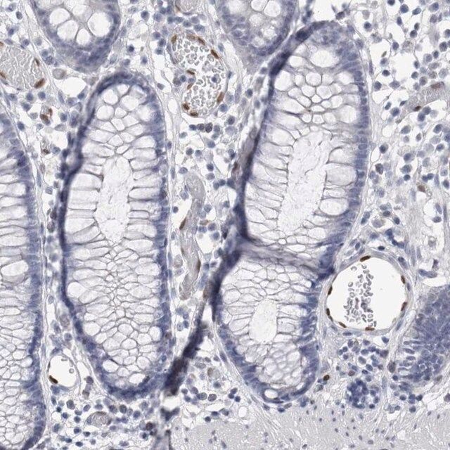 Anti-IL33 antibody produced in rabbit