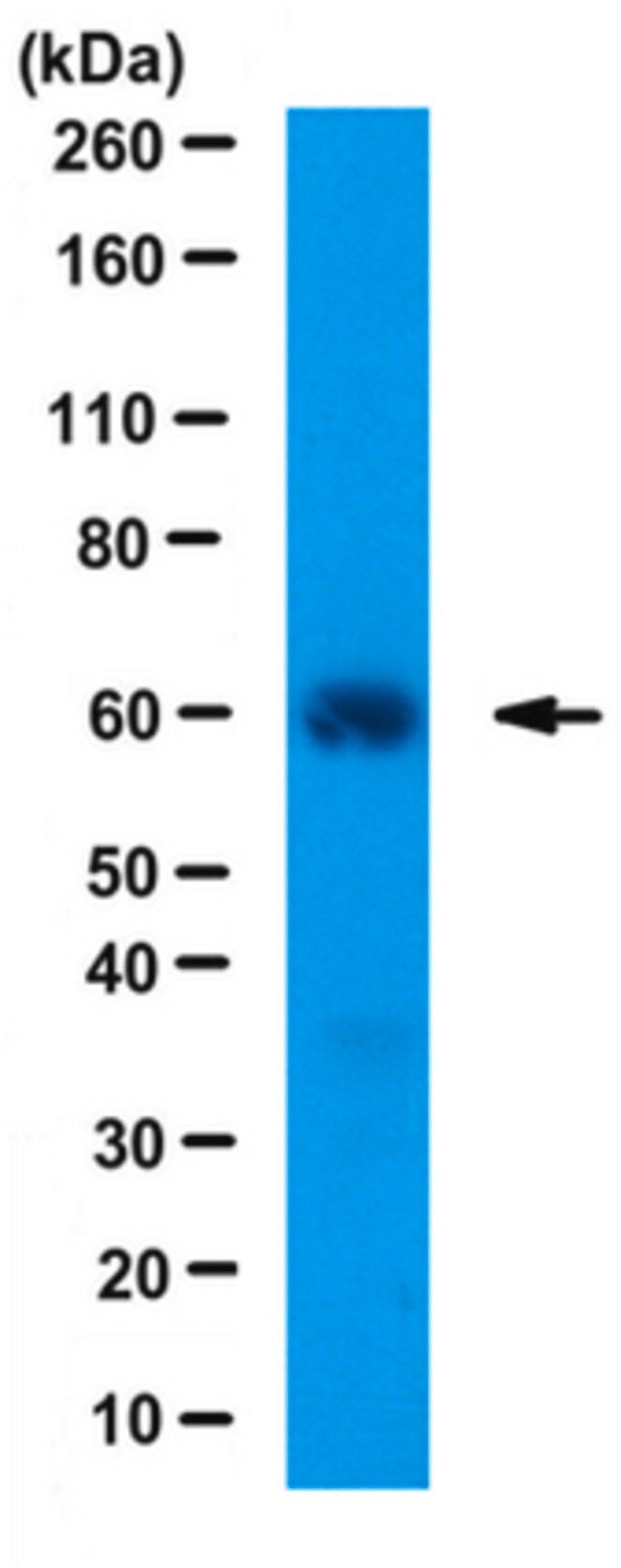 Anti-hMOF Antibody