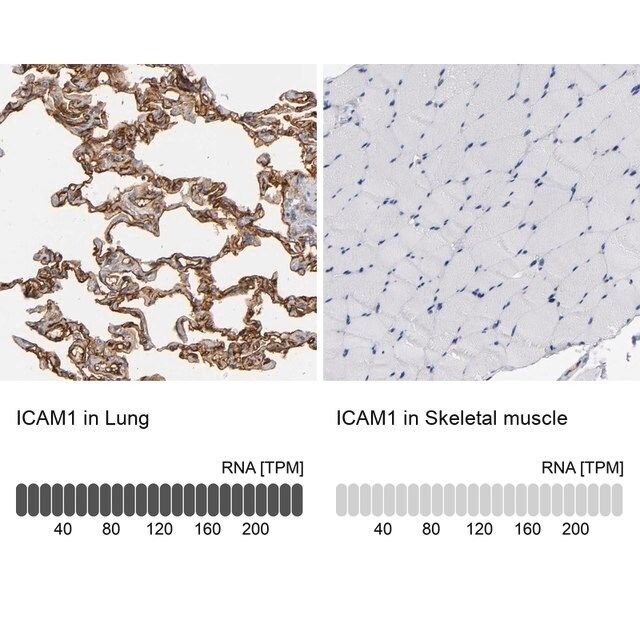 Anti-ICAM1 antibody produced in rabbit