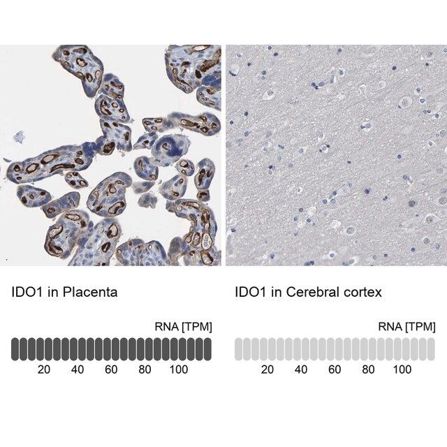 Anti-IDO1 antibody produced in rabbit