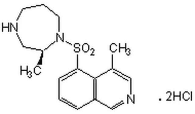 Rho Kinase Inhibitor-Calbiochem