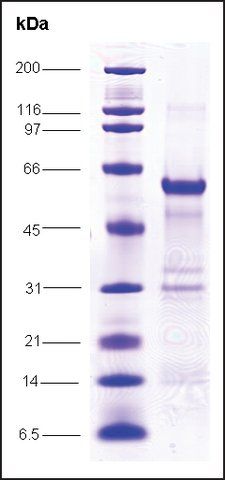 C-myc, proto oncogene human