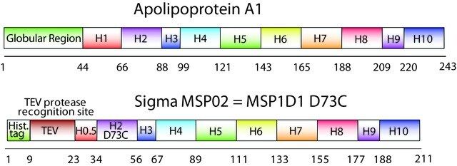 Membrane Scaffold Protein 1D1 D73C