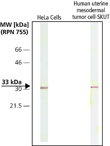 Monoclonal Anti-CDK4 antibody produced in mouse