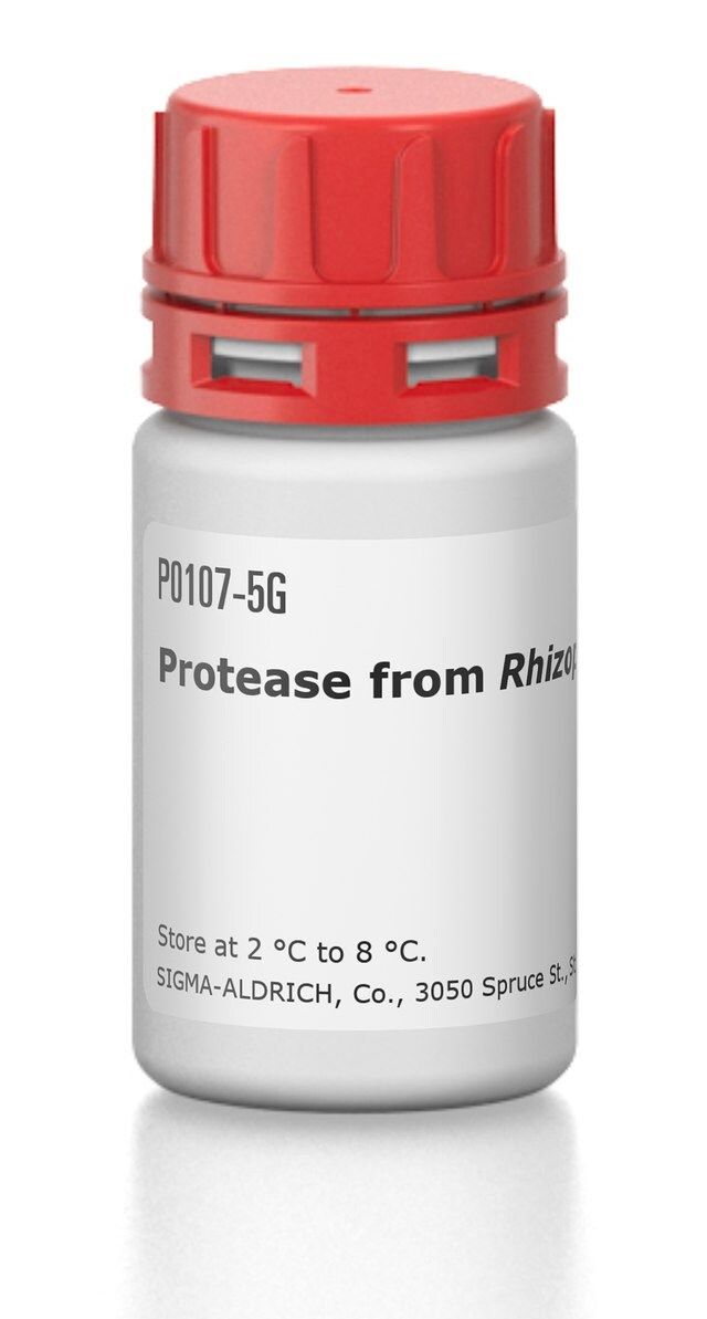 Protease from <i>Rhizopus</i> sp.