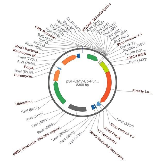 PSF-CMV-UB-PURO ASCI-EMCV-FLUC-EMCV IRES LUCIFERASE PUROMYCIN SELECTION VECTOR