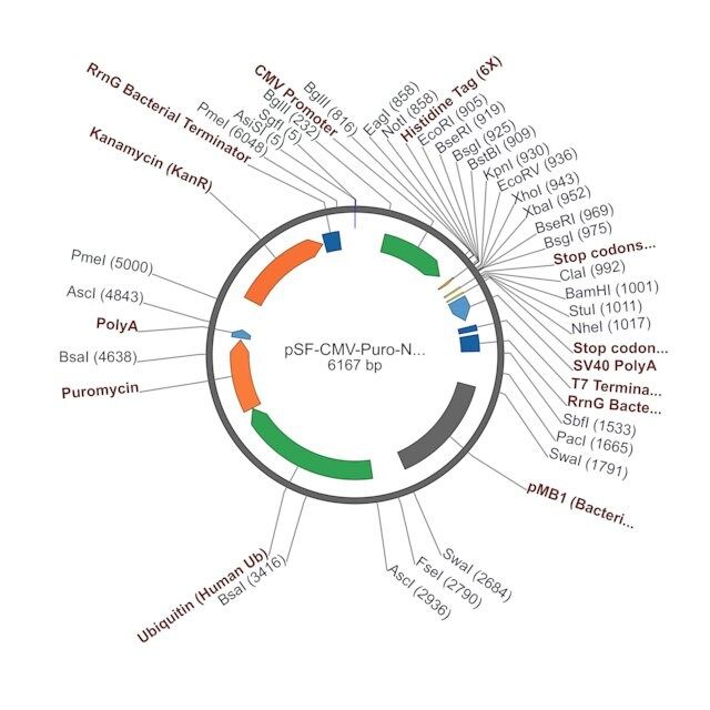 PSF-CMV-PURO-NH2-HIS6-N-TERMINAL 6 HIS TAG MAMMALIAN PLASMID