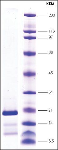 Topo I (C651-765) (C terminal domain) human