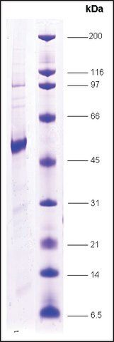 Thyroid Hormone receptor,1 human