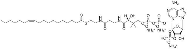 18:1(n7) Coenzyme A