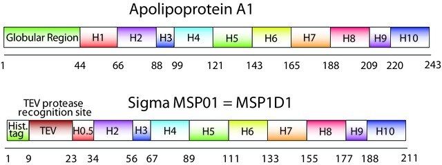 Membrane Scaffold Protein 1D1