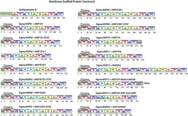 Membrane Scaffold Protein 1D1