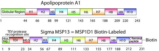 Membrane Scaffold Protein 1D1 BTN