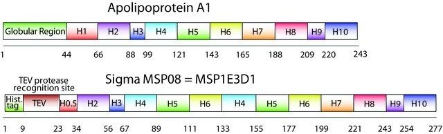 Membrane Scaffold Protein 1E3D1