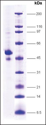 p53 (1-363) C-terminal deletion human