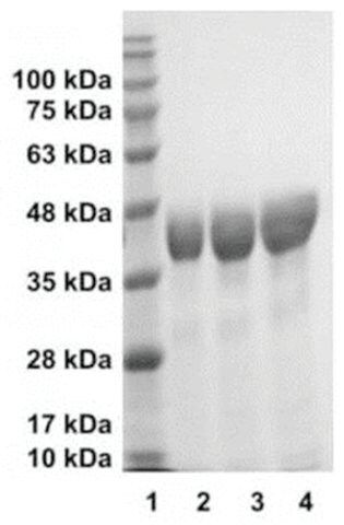 Procathepsin L human