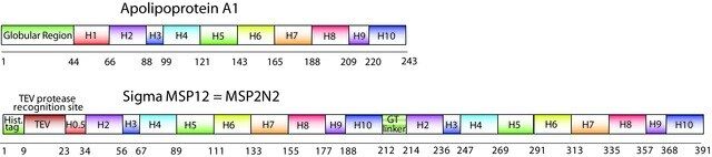 Membrane Scaffold Protein 2N2