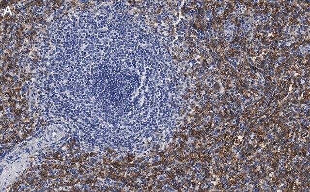 Anti-FcRI -subunit Antibody, clone 1B6 ZooMAb<sup>®</sup> Rabbit Monoclonal