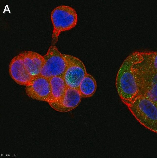 Anti-Flt3 ligand Antibody, clone 5G18 ZooMAb<sup>®</sup> Rabbit Monoclonal