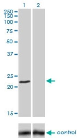 Monoclonal Anti-FXN antibody produced in mouse