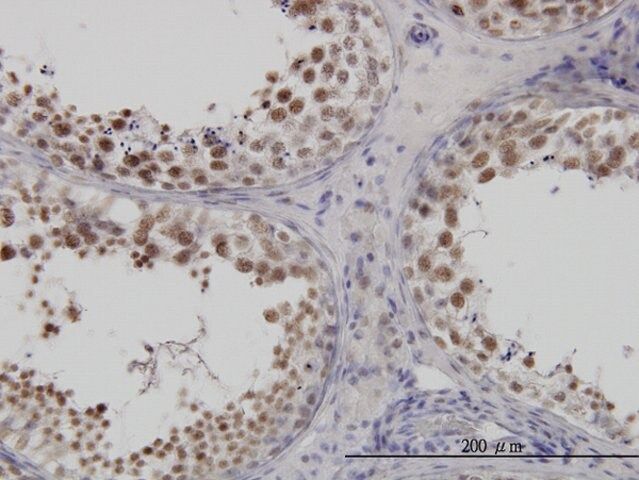 Monoclonal Anti-FUSIP1 antibody produced in mouse