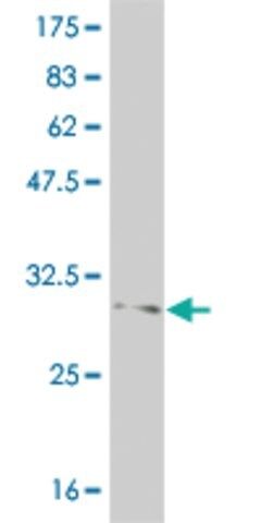 Monoclonal Anti-FOXL1 antibody produced in mouse