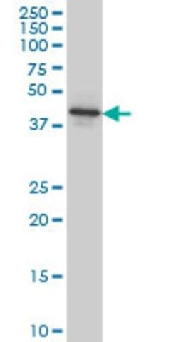 Monoclonal Anti-NEU2 antibody produced in mouse