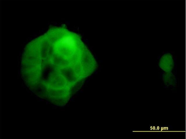 Monoclonal Anti-UBQLN2 antibody produced in mouse